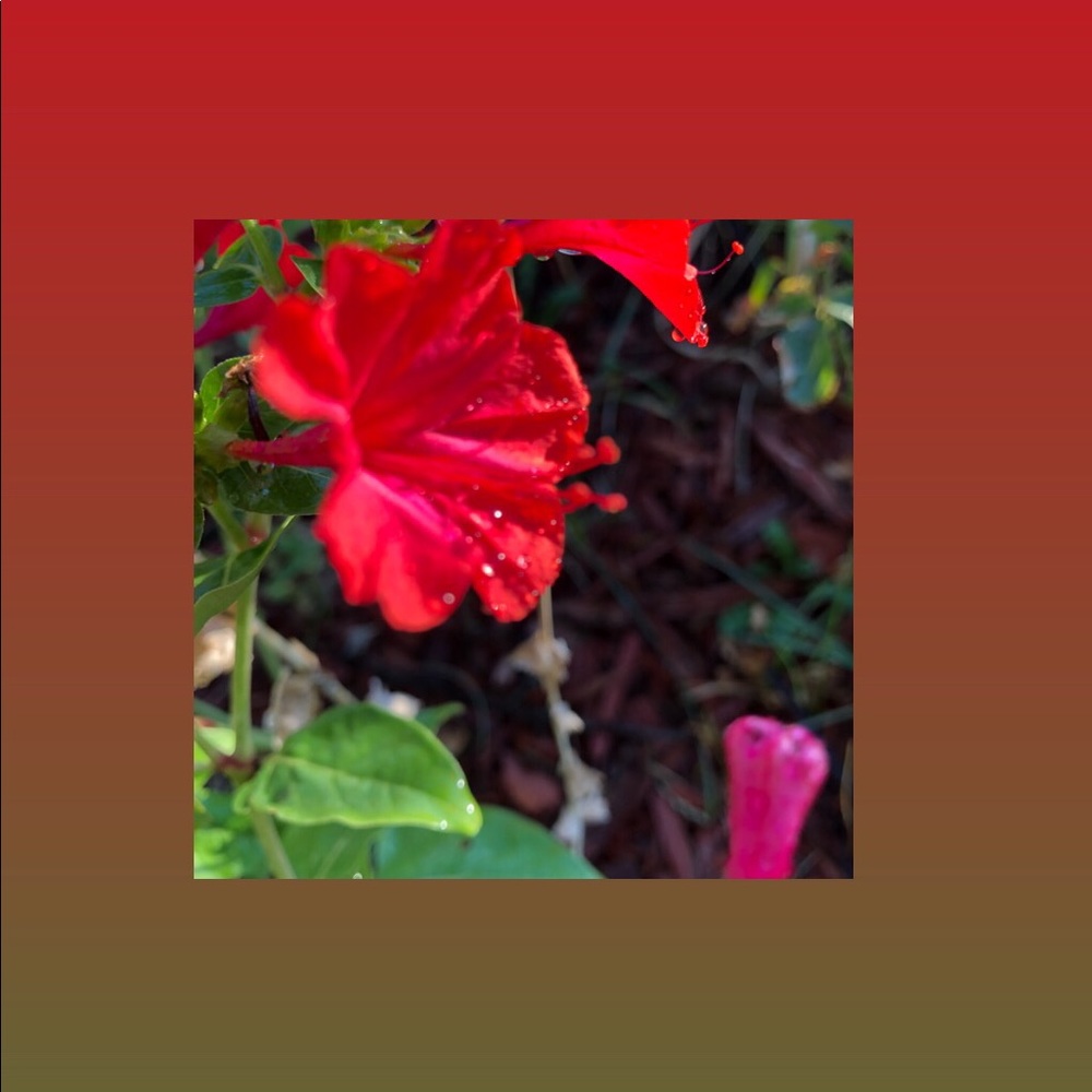 Meet your Posher, Innocence